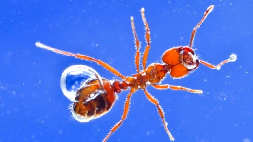Fire ant